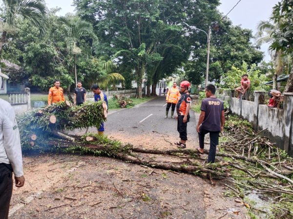 Pohon Tumbang di Jalan Aik Kulong Akibat Angin Kencang