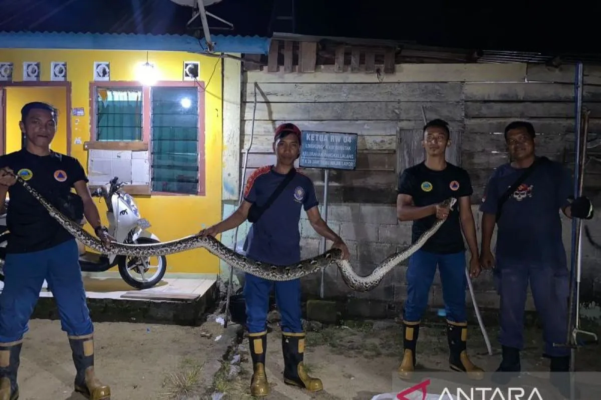 Damkar BPBD Belitung berhasil evakuasi ular sanca empat meter di plafon kamar