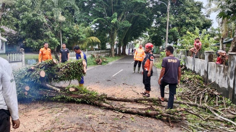 Pohon Tumbang di Jalan Aik Kulong Akibat Angin Kencang