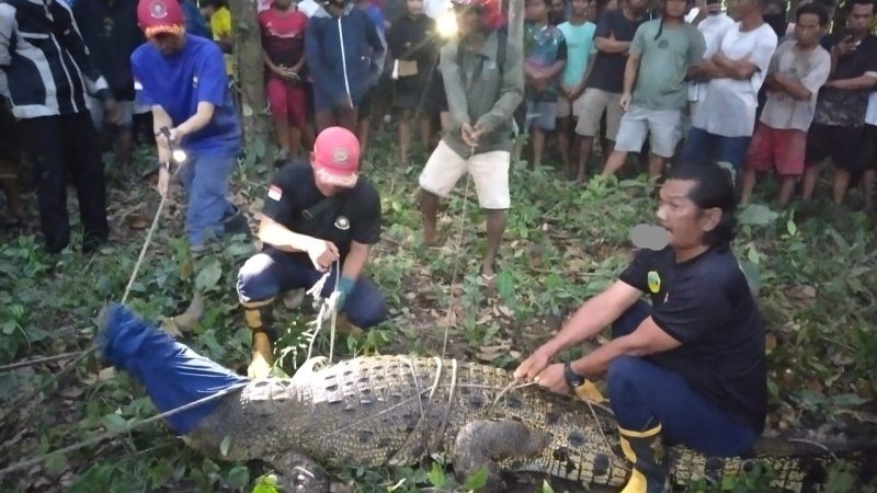 Buaya Sepanjang 2,6 Meter Di Evakuasi Dari Pemukiman Warga Mempiu