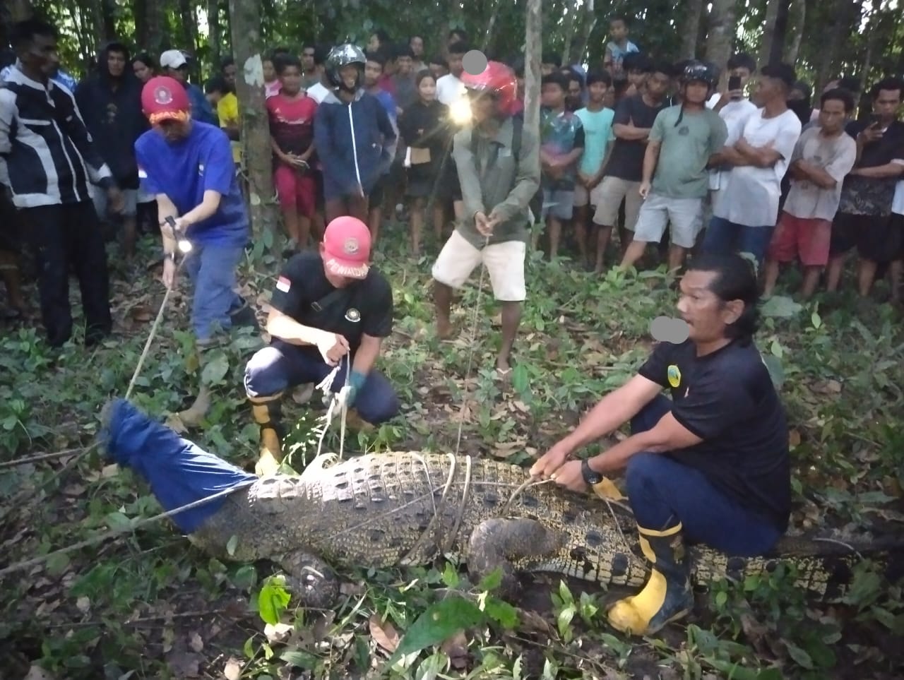 Buaya Sepanjang 2,6 Meter Di Evakuasi Dari Pemukiman Warga Mempiu